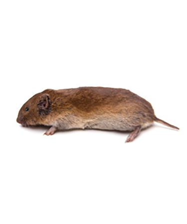 Vole Damage Prevention and Control Methods