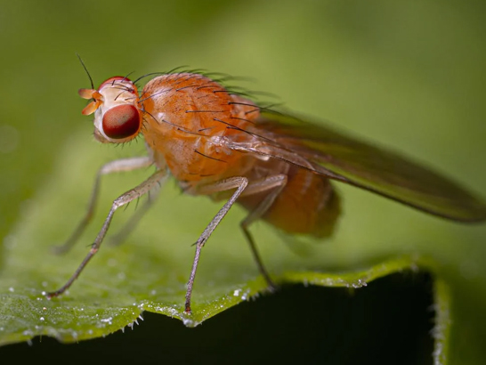 The House Fly and Other Filth Flies Prevention and Control