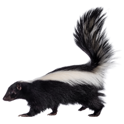 How to keep skunks out of my yard and out from under my porch in District  of Columbia, Skunk
